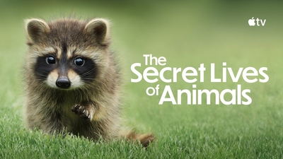 BBC纪录片《动物的秘密生活 The Secret Lives of Animals》第一季 英语多国字幕 全10集MKV下载 - 少儿专区