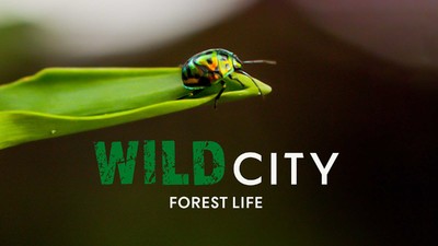自然科普动画《野生城市：森林生物 WildCity:ForestLife》英语多国字幕 MKV下载 - 少儿专区