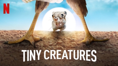 纪录片《小小生物 TinyCreatures》第一季 英日法德等多语音轨(无国语)+多国字幕字 全8集MKV下载 - 少儿专区